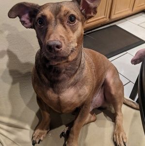 Meet your Posher, Fritzie